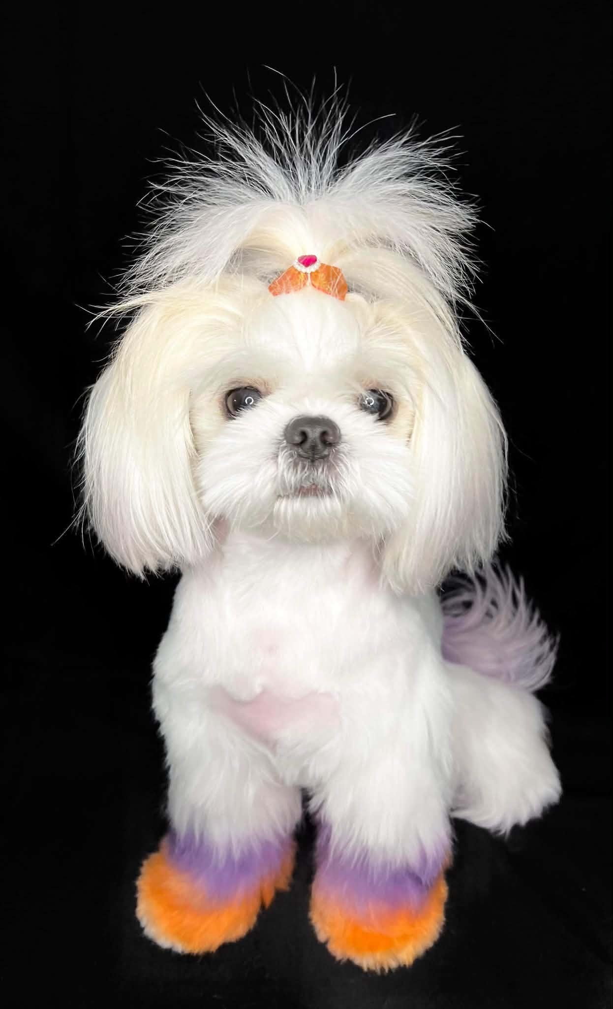 Small white dog with purple and orange custom color