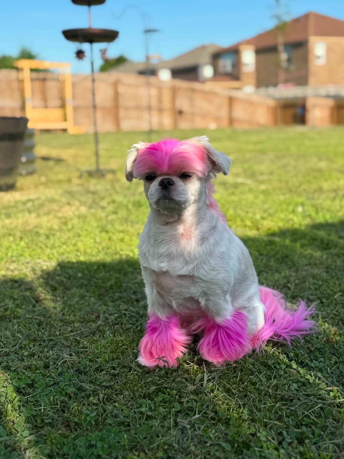 Shih Tzu with pink creative color